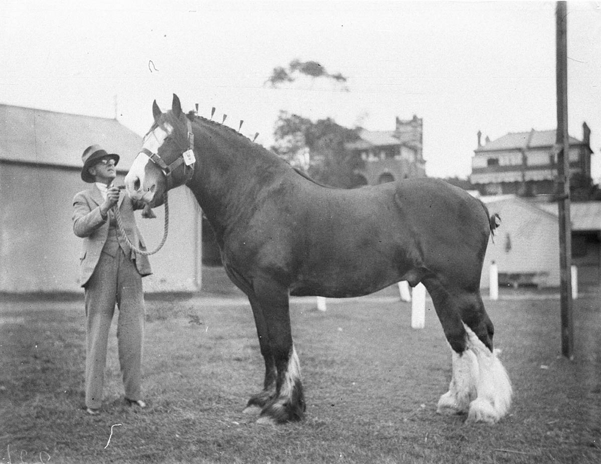 Stallion (c. 1934)