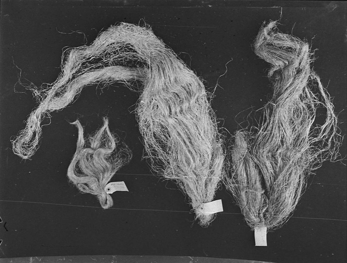 Sunn hemp taken for Smiths Weekly (1947)
