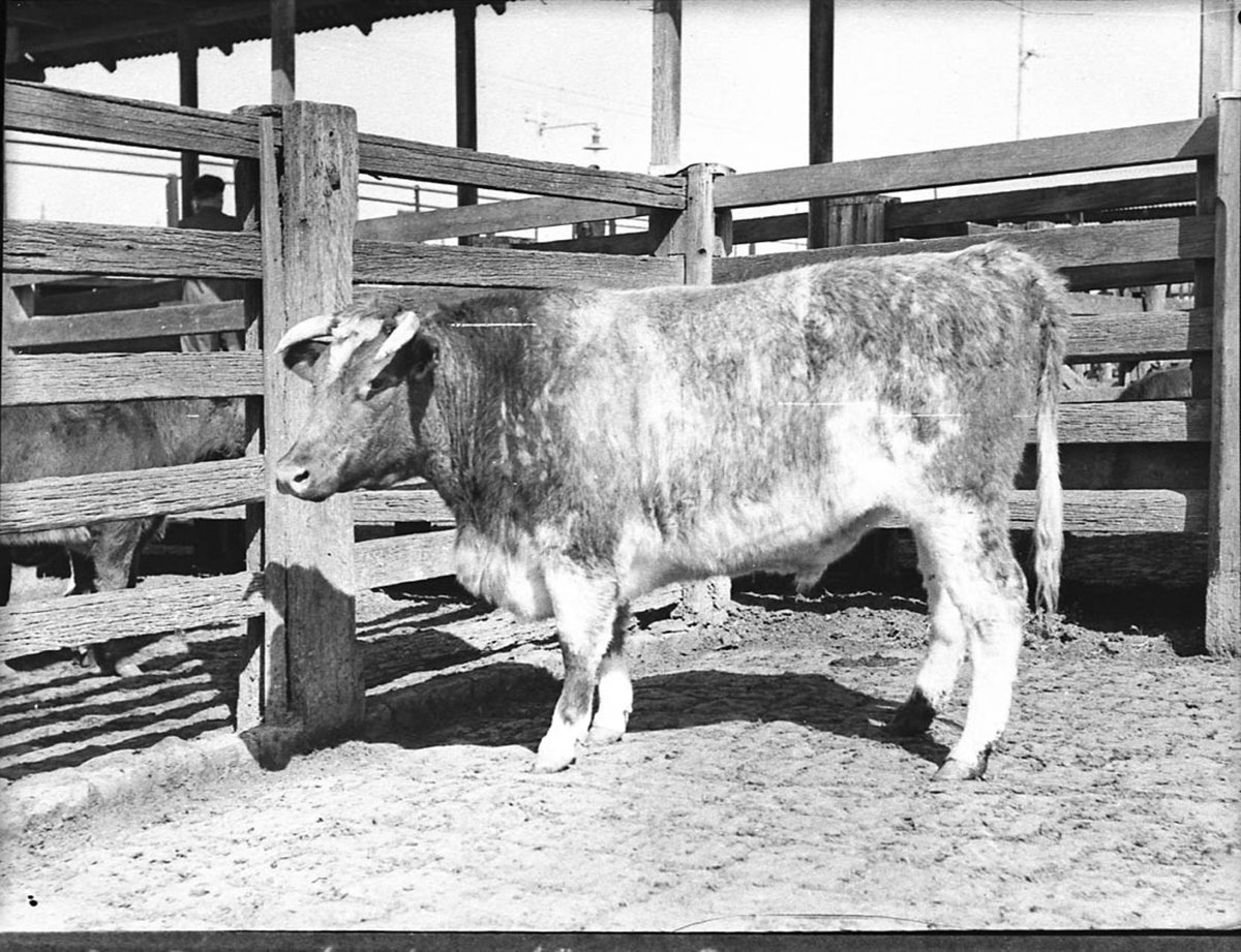 Taken for Country Life at Flemington, 1936