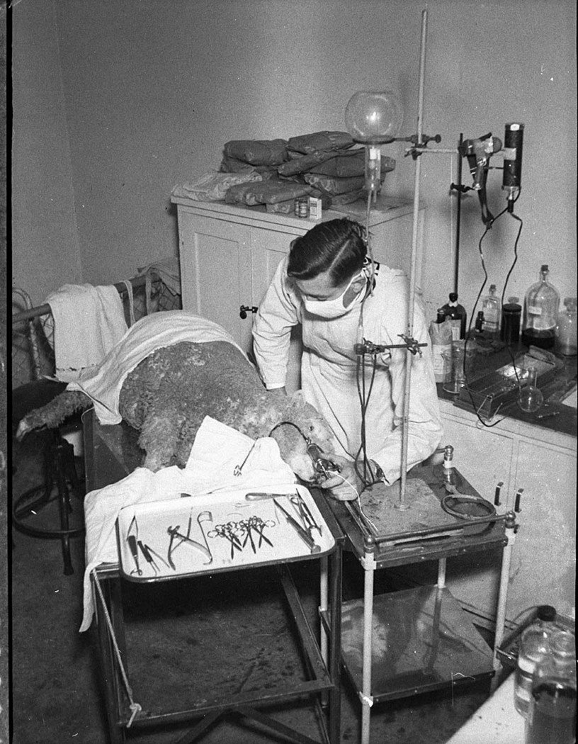 Testing a ewe Agriculture Department taken for Dr Edwards agricultural writer for Smiths Weekly (1947)