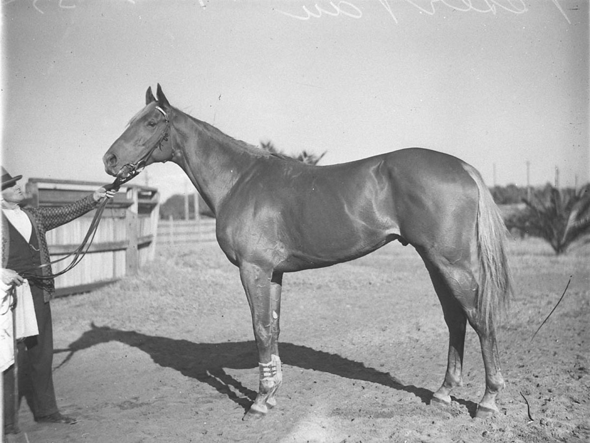 The great racehorse Peter Pan (1935)