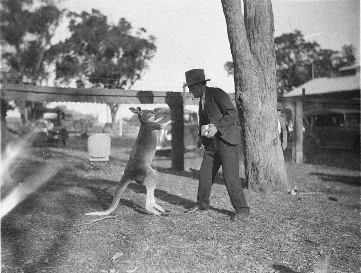 The kangaroo standing up on back legs talking to a man (1930s)