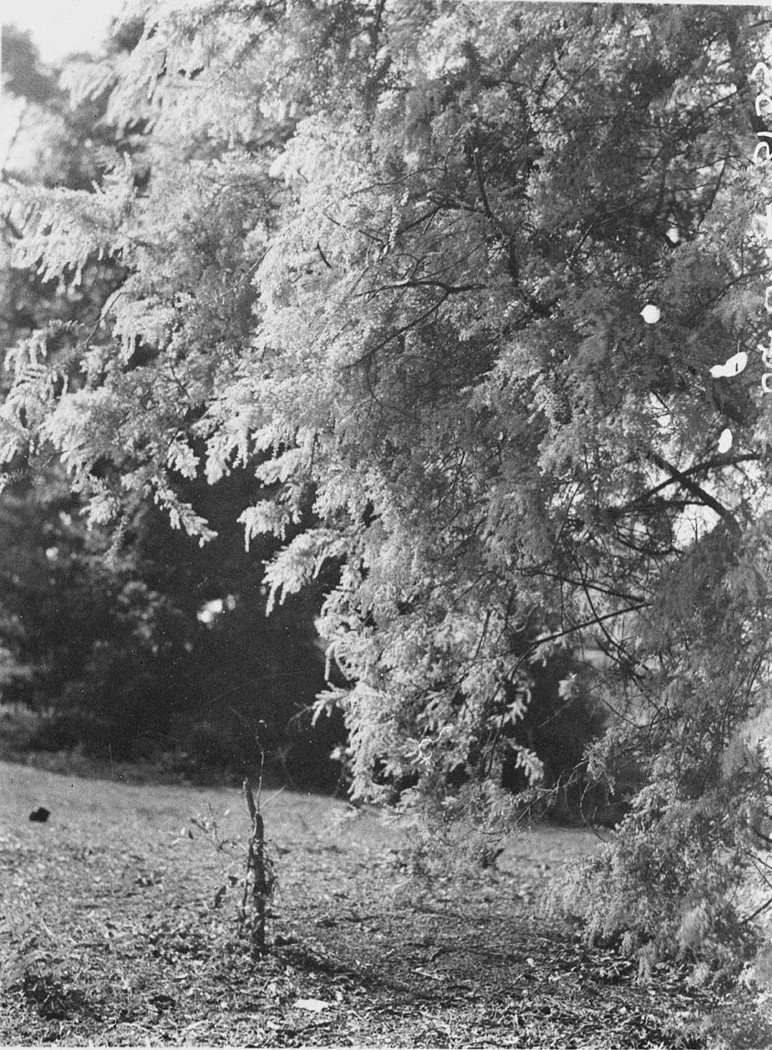 Trees (1930s)