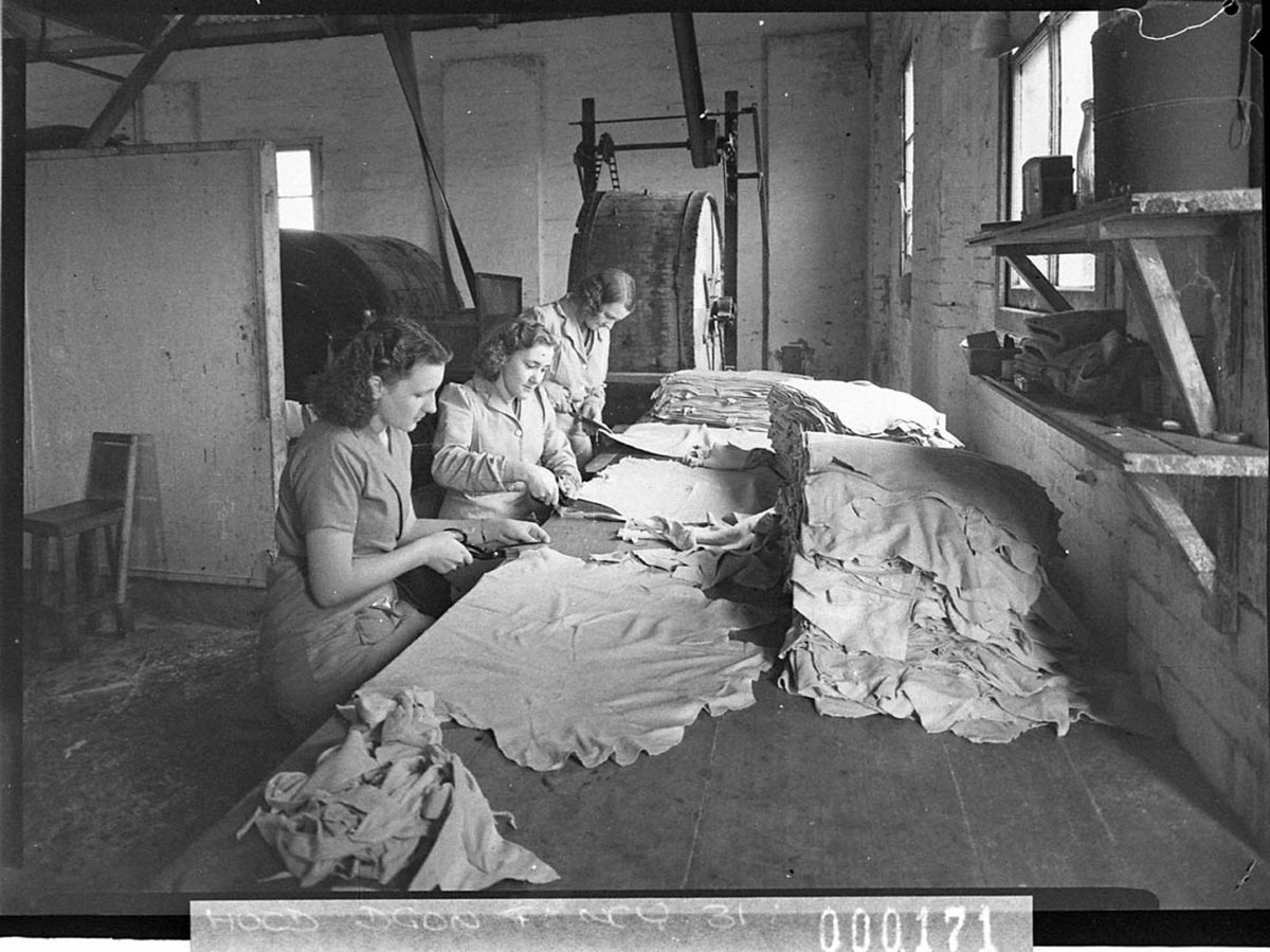 Trimming the hides Australian Wool Products Ltd wool treatment fleecing works, Botany (1940)