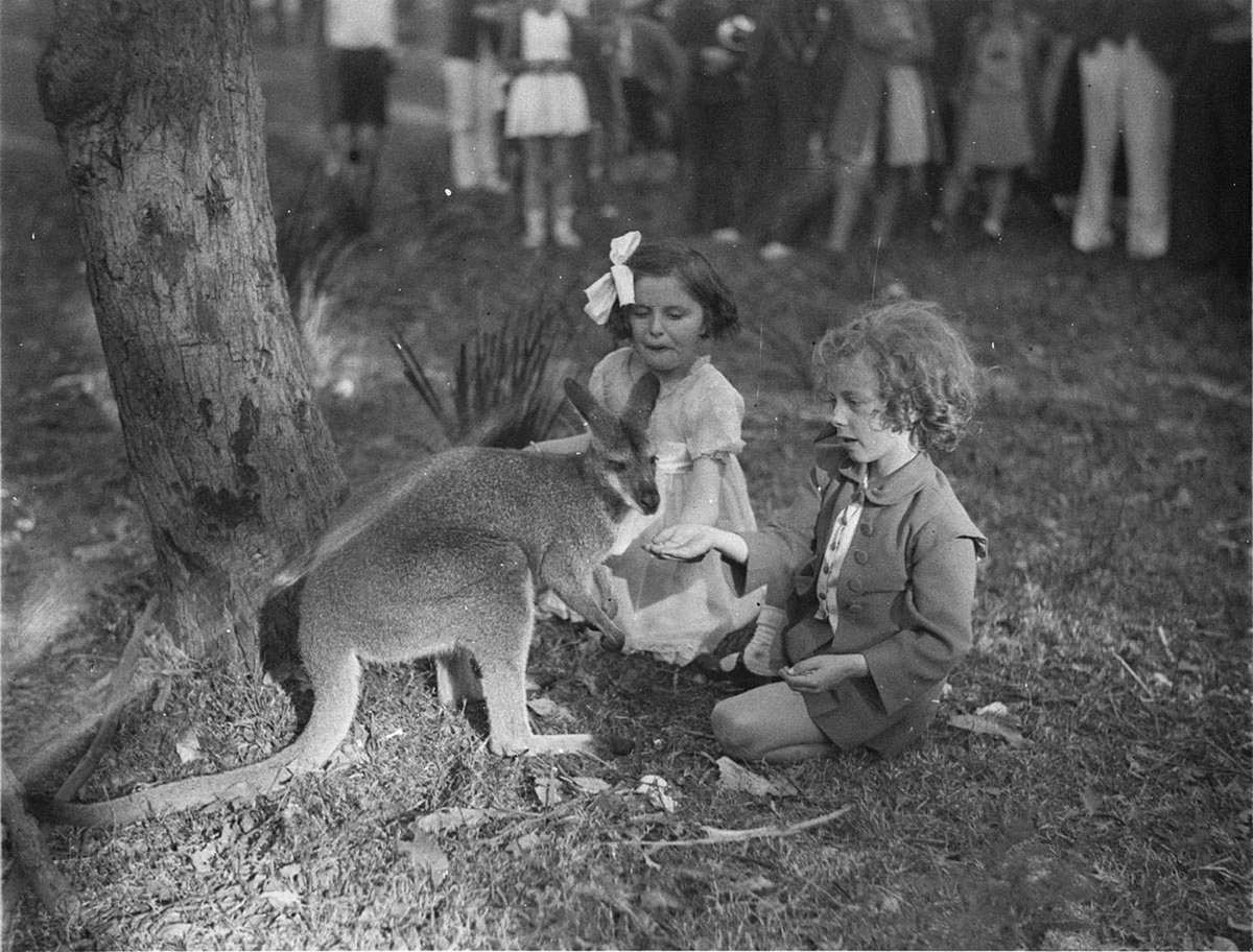 Two little girls petting the kangaroo (1930s)