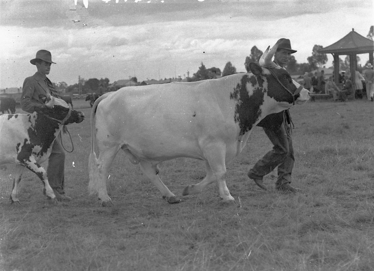 Two prize bulls Liverpool Show (1935)