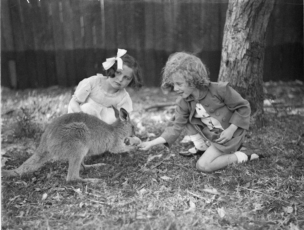 Two small girls feeding the kangaroo (1930s)