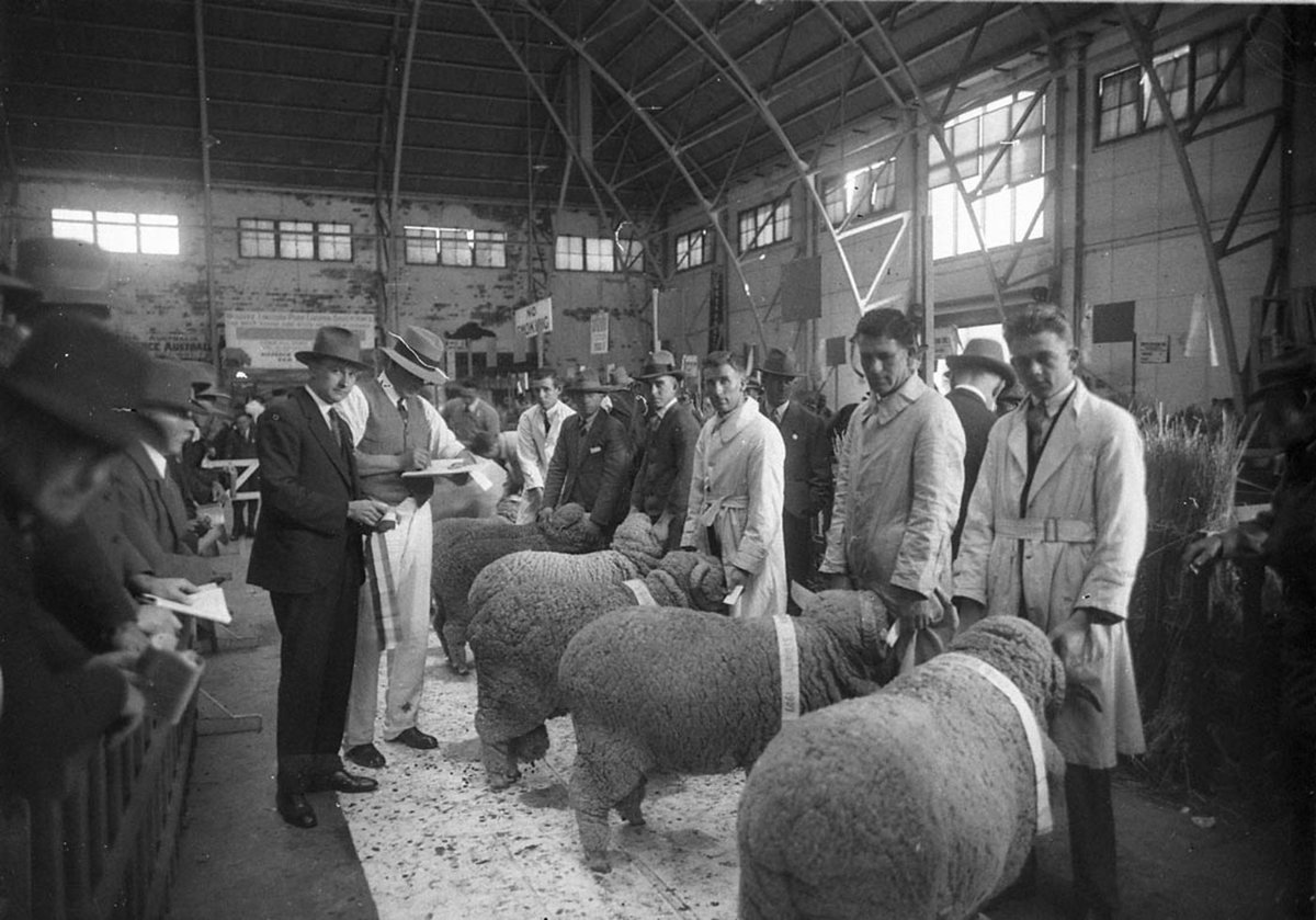 Tying on the prizewinning ribbons (1927)
