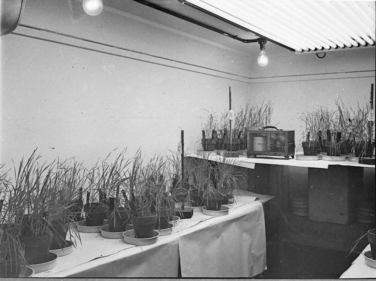 University wheat cultivation, Camperdown (1949)