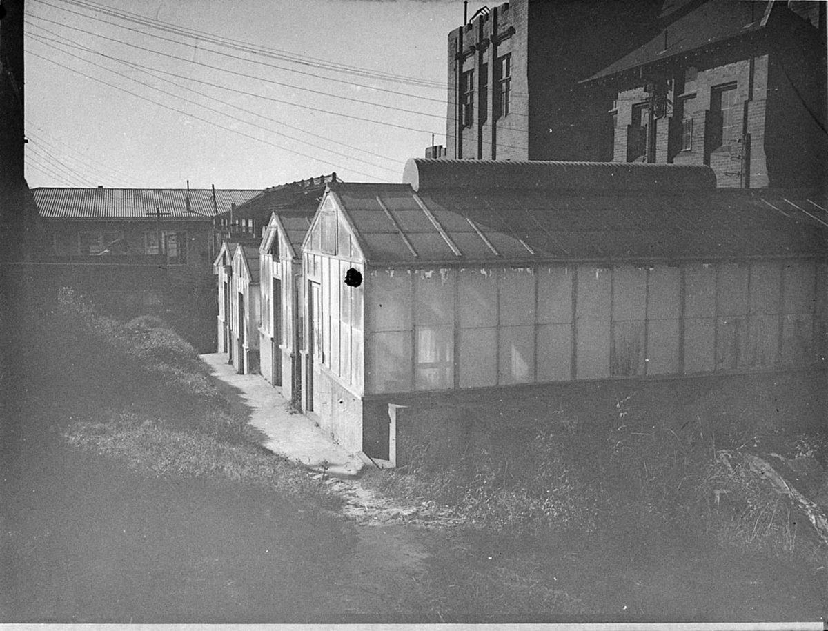 University wheat cultivation, Camperdown (1949)