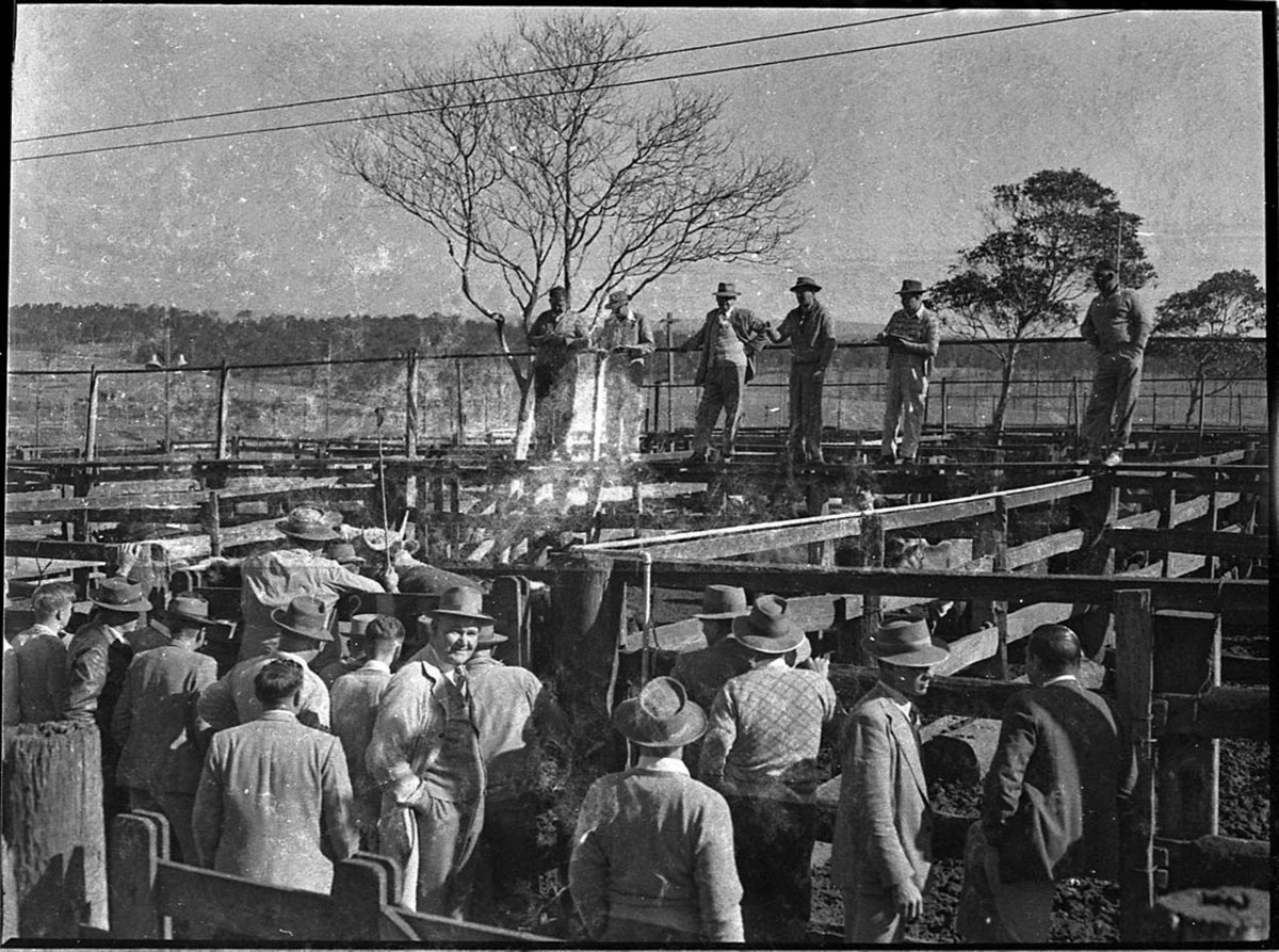 Waratah cattle sales (1956)