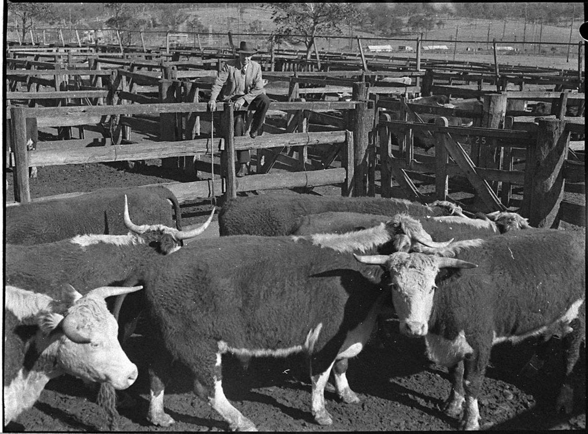 Waratah cattle sales (1956)