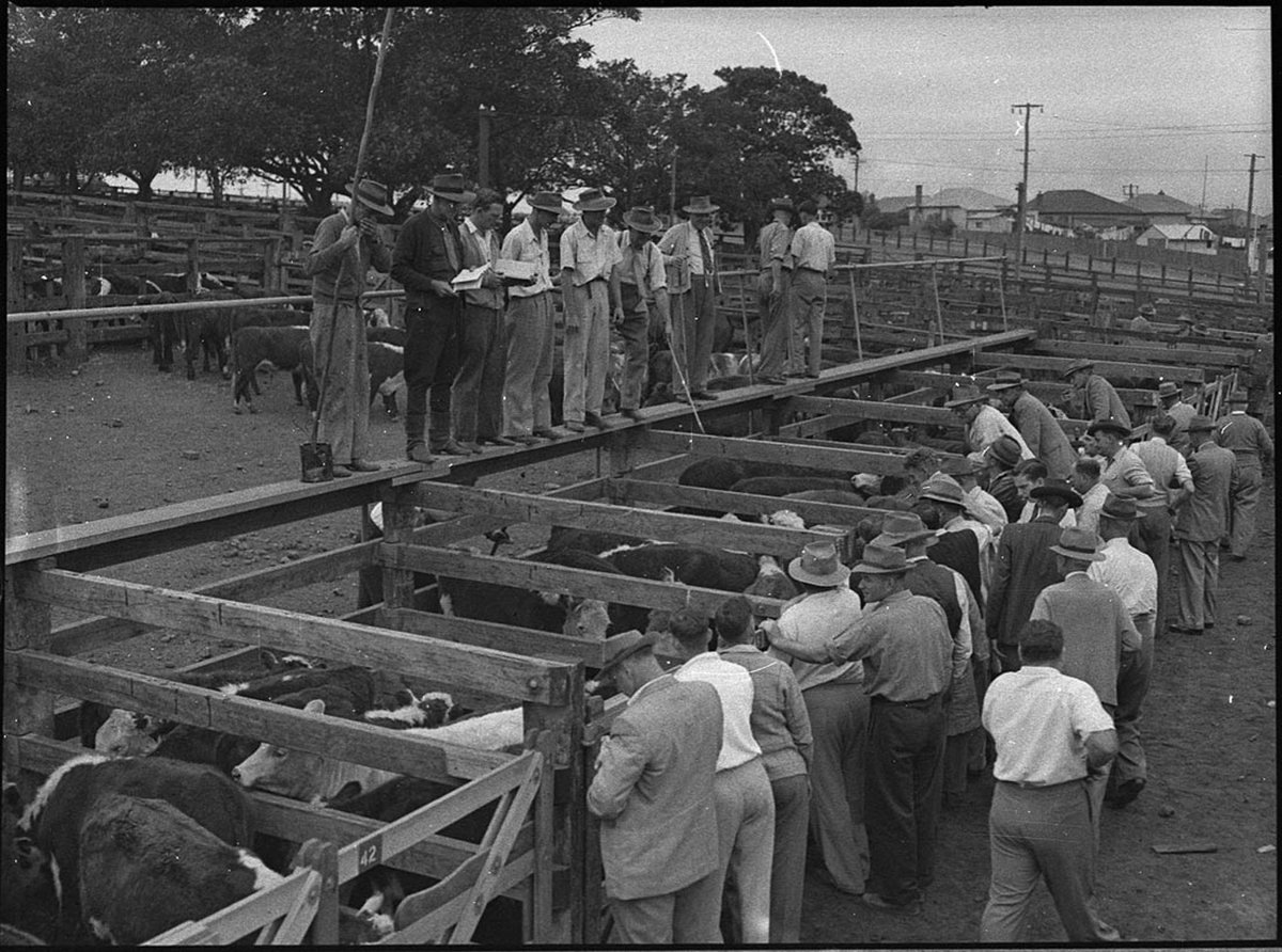 Waratah cattle sales (1954)
