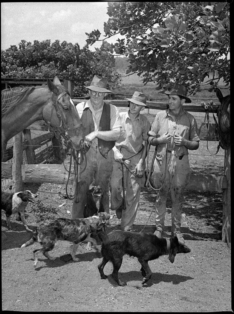 Waratah Saleyards (1953)