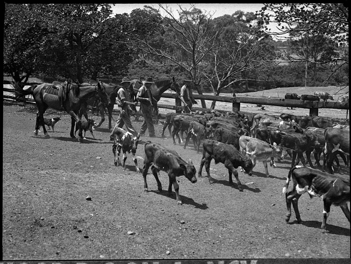 Waratah Saleyards (1953)