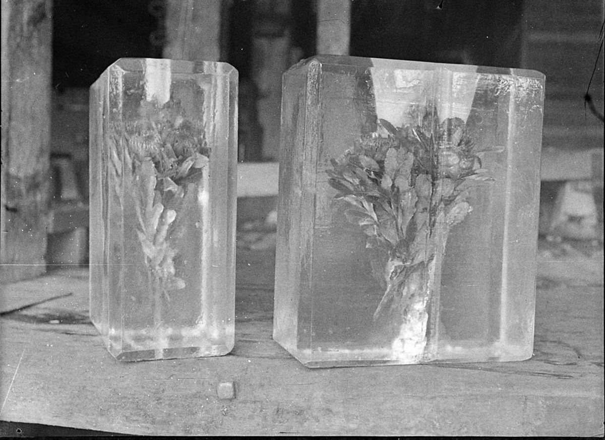Waratahs in ice at Fresh Food and Ice Co, by Sam Hood (1936)