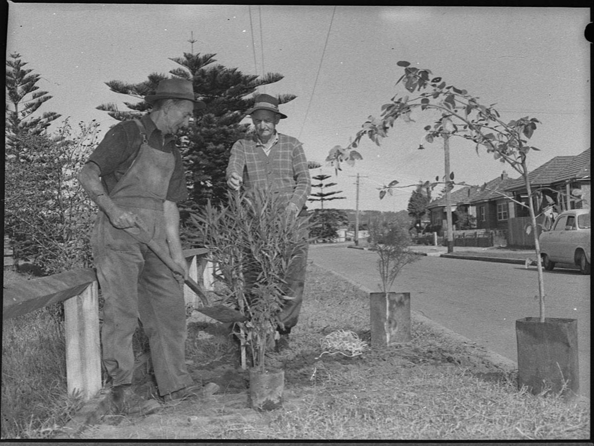 Workmen planting trees in Jenner Parade Merewether (1954)