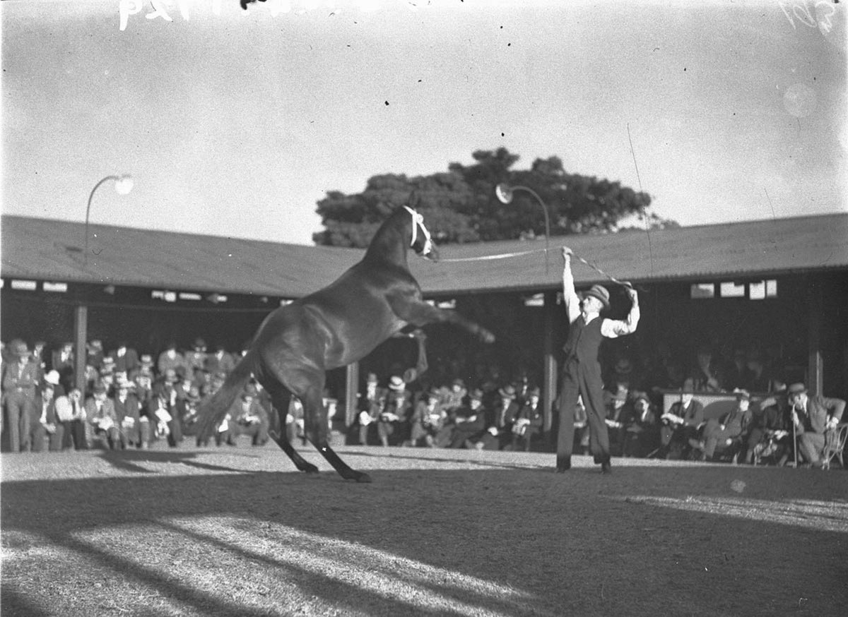 Yearling horse sales at Inglis Newmarket Auction (1930s)