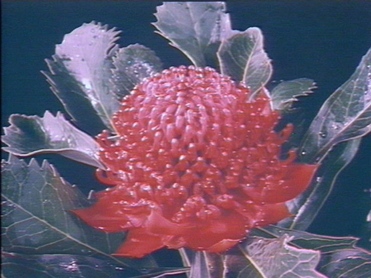 Waratah, c.1970, Sydney city centre (c. 1970)