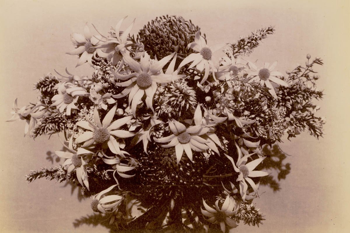 Wild Flowers, ca. 1900, Sydney (c. 1900)