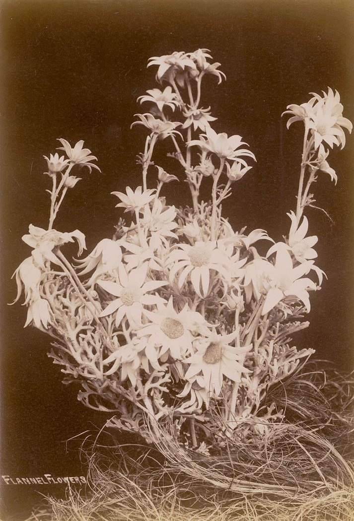 Flannel Flowers, ca.1900, Sydney (1900–10)