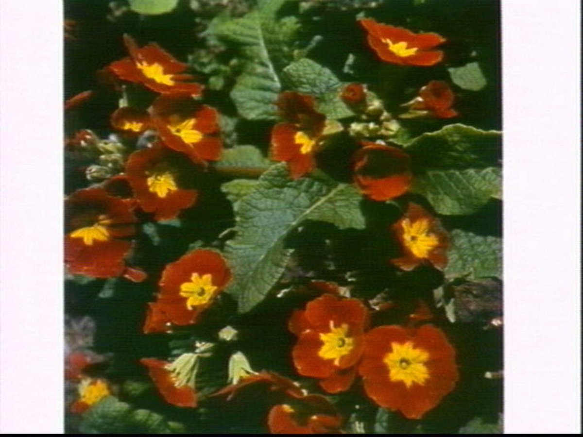 Flowers at a Sydney nursery, 1967
