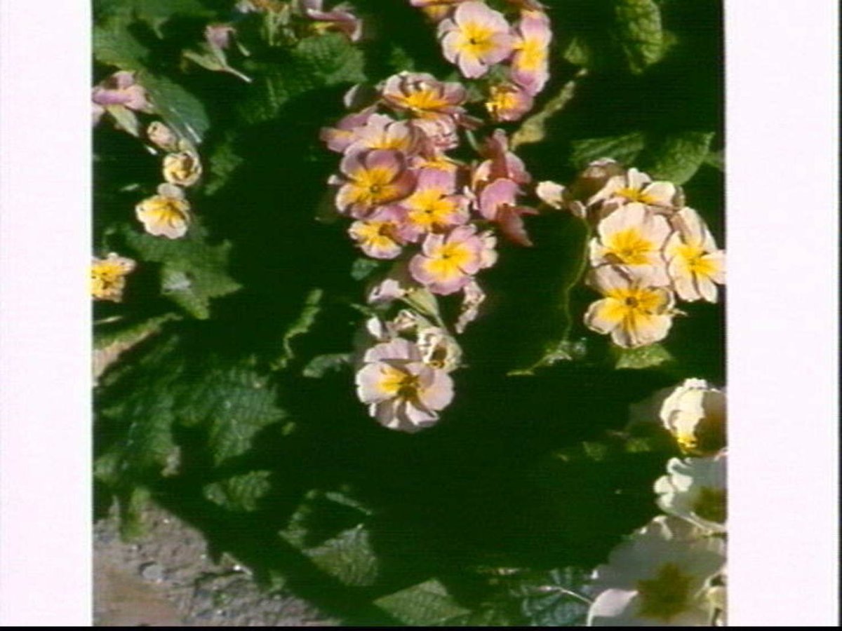 Flowers at a Sydney nursery, 1967