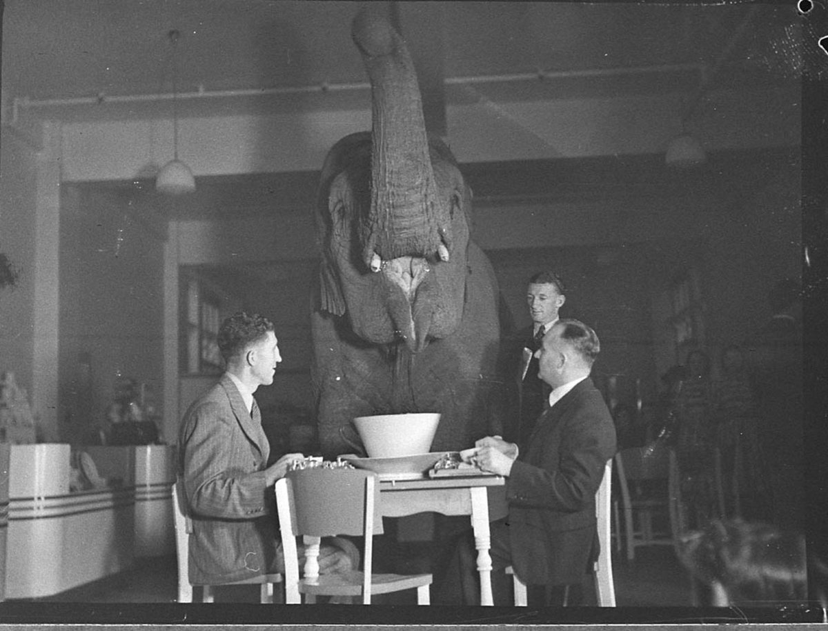 Elephant's tea party, Robur Tea Room, 24 March 1939, by Sam Hood, Sydney city centre