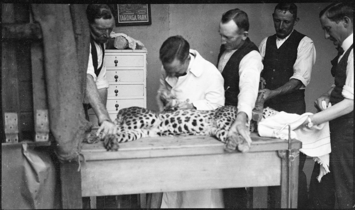 Veterinarian operates on a leopard (?), Taronga Zoo, c. 1916, by Sam Hood, Mosman