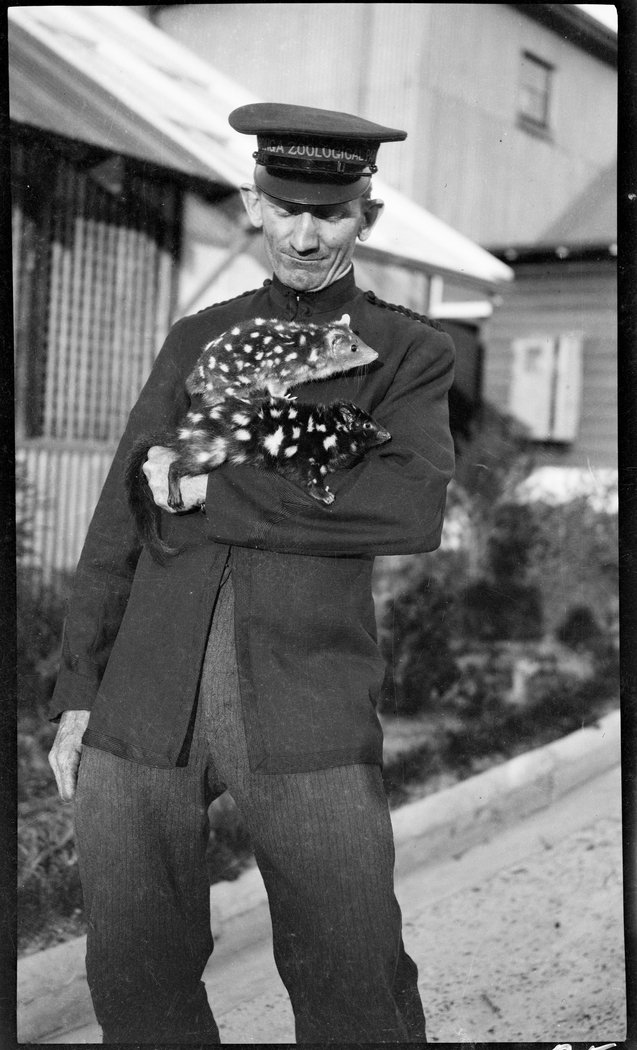 Uniformed keeper with spotted animal (quolls), Taronga Zoo, c. 1916, by Sam Hood, Mosman