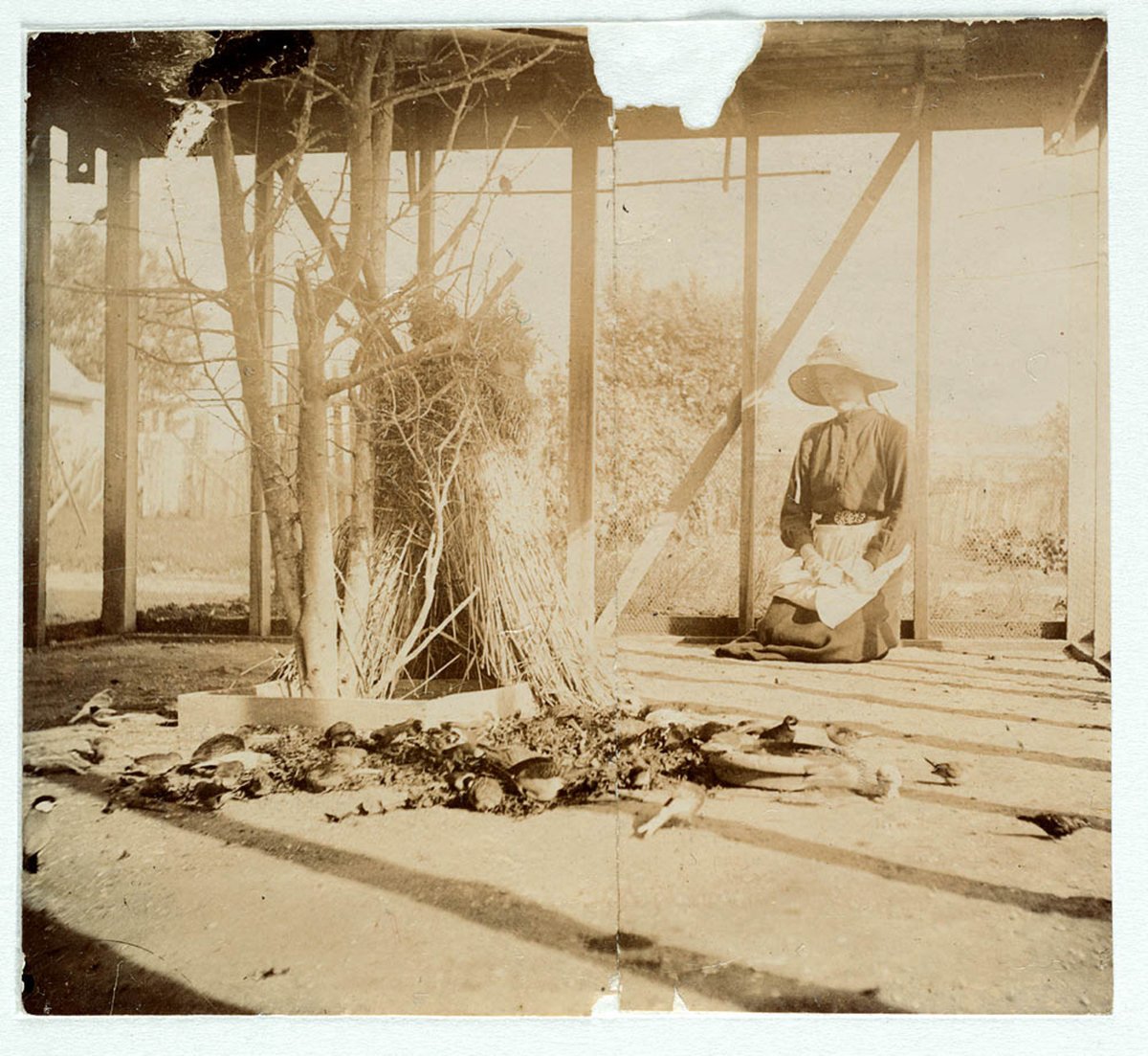 An aviary from Sydney, ca. 1885-1890 - photographed by Arthur K. Syer (1885–90)