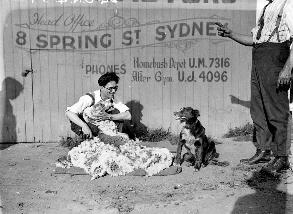 Sheep shearing demonstration - R.A. Rooney, shearing contractors (head office- 8 Spring Street, Sydney), c. 1930s, by Sam Hood, Sydney city centre
