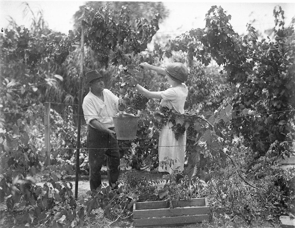 Close-up of grape pickers at work, 1930s, by Sam Hood