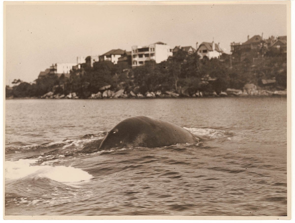 Whale, Sydney Harbour, 1930's - Sam Hood (1930s)