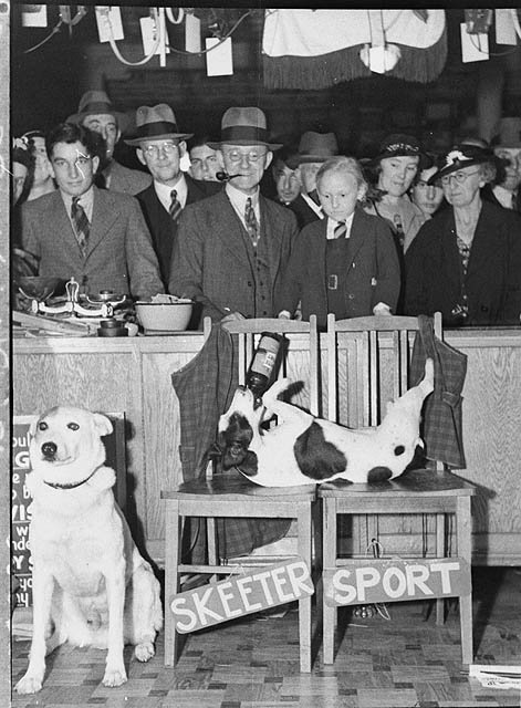 Performing dogs (taken for Grace Bros), Sydney, 1937 - Hood