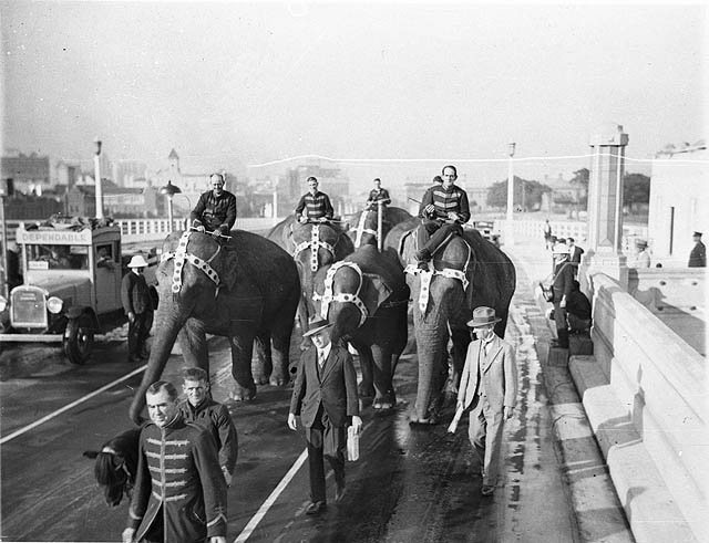 Six big Wirths' Circus elephants with their attendants cross the Bridge, 1932 - Sam Hood, Sydney