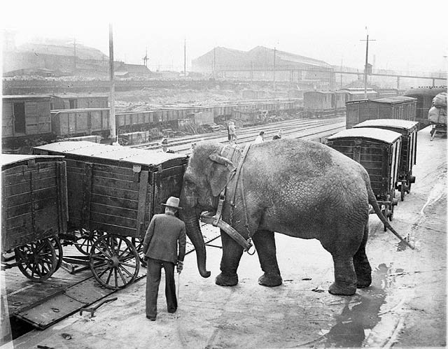 Elephants loading the train, Sydney, ca. 1932 - Sam Hood (c. 1932)