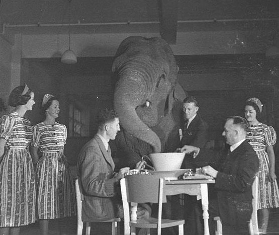 Elephant's tea party, Robur Tea Room, Sydney, 24 March 1939 - Sam Hood, Sydney city centre
