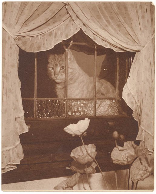 Cat in the window, 1930s - Sam Hood