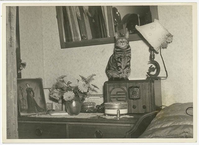 Cat sitting on a radio, Sydney, 1930s - Sam Hood