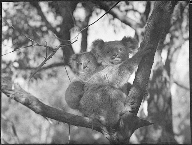 "Christening of Bears" at Koala Park, September 1938 - photographed by Sam Hood, West Pennant Hills