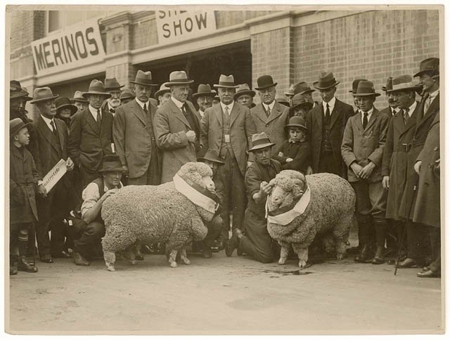 Sheep shows, sheep and wool industry - by Sam Hood, Moore Park (1933)
