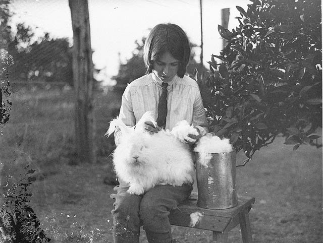 Girl with a white angora rabbit, 1930s - by Sam Hood