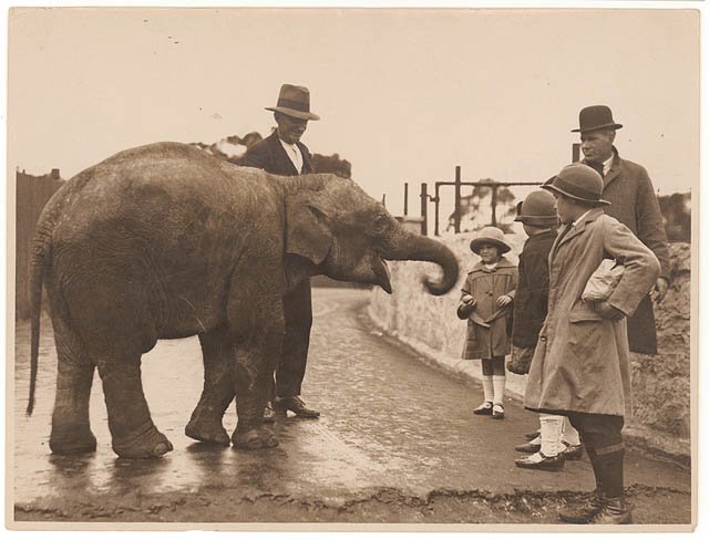 Baby elephant, Taronga Zoo, ca. 1925-ca. 1945 - by Sam Hood, Mosman (1925–45)