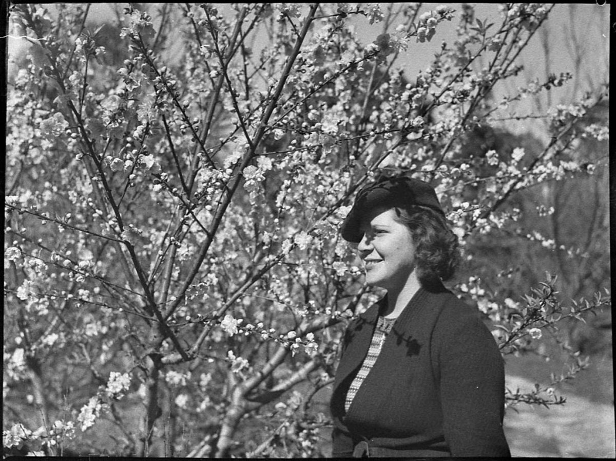 View in Botanic Gardens, October 1938, by Sam Hood, Sydney city centre