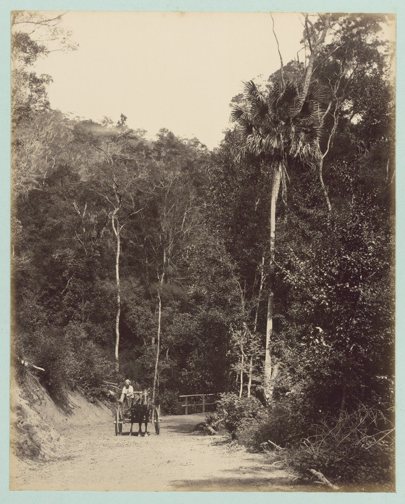 Lady Carrington Road, at Bola Creek bridge, (New South Wales), Audley (1888)