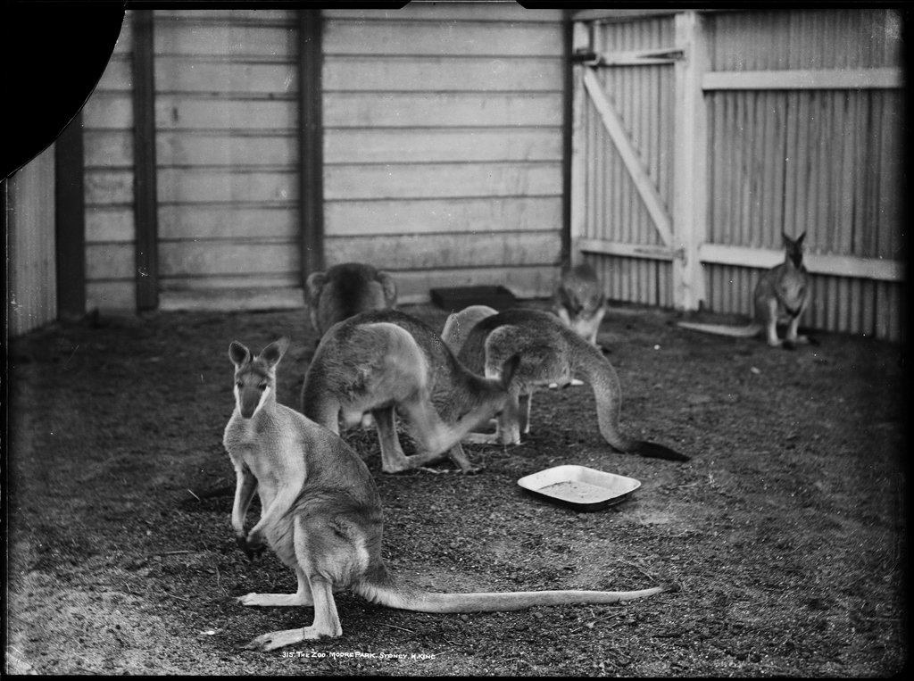 Kangaroos 1901 Sydney, Alexandria