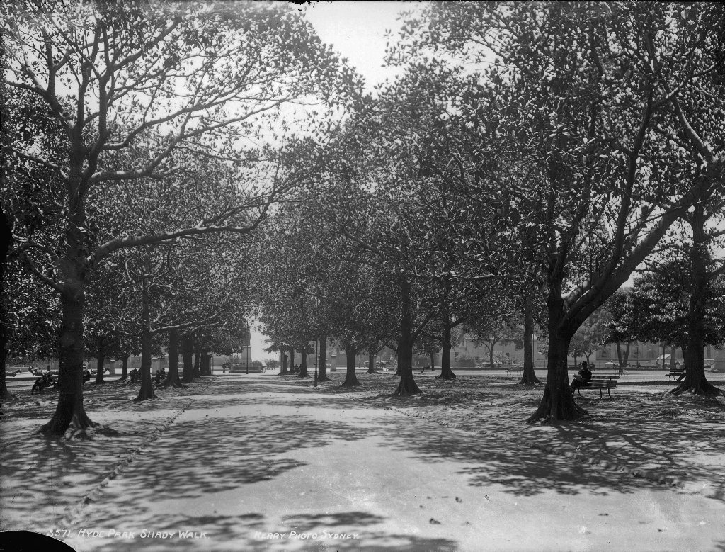 Hyde Park shady walk, Sydney from The Powerhouse Museum Collection, Sydney city centre (c. 1900)