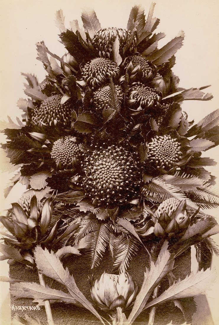 Waratahs, c. 1900-1910 - by Star Photo Co, Sydney (1900–10)