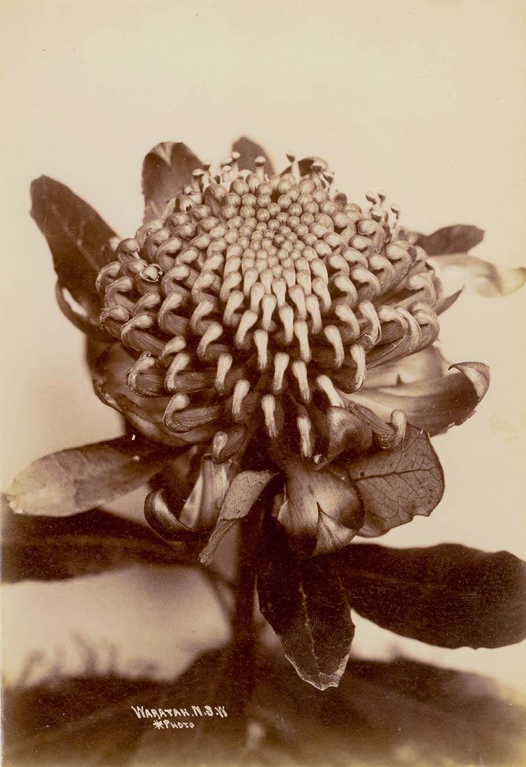 Waratah, ca. 1900-1910 - Star Photo Co, Sydney (1900–10)